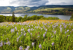 Norman Yeon’s Bequest Transforms Friends of the Columbia Gorge